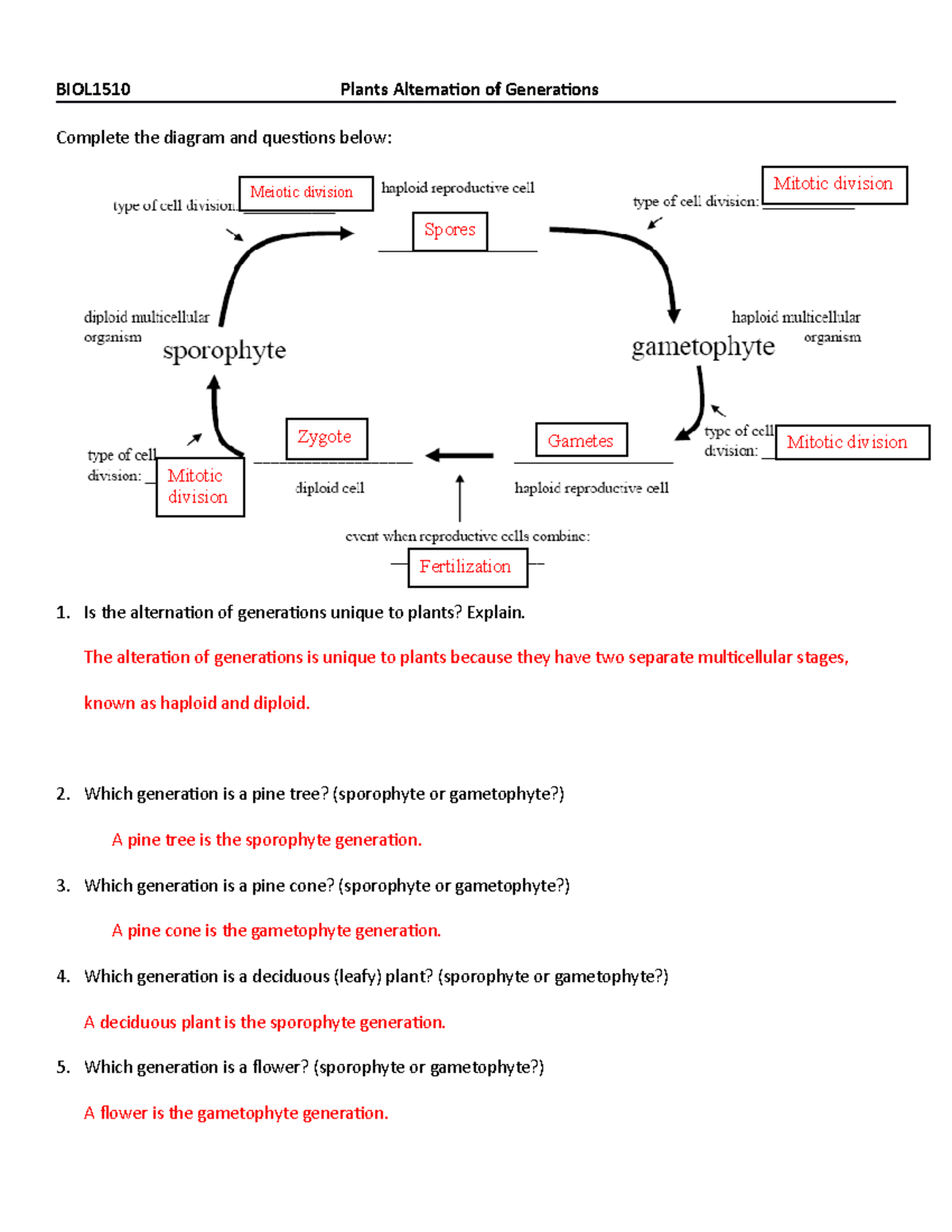 Alternation of generations worksheet Professor Alegre BSC 1011 NSU