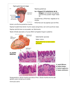 histología de papilas foliadas