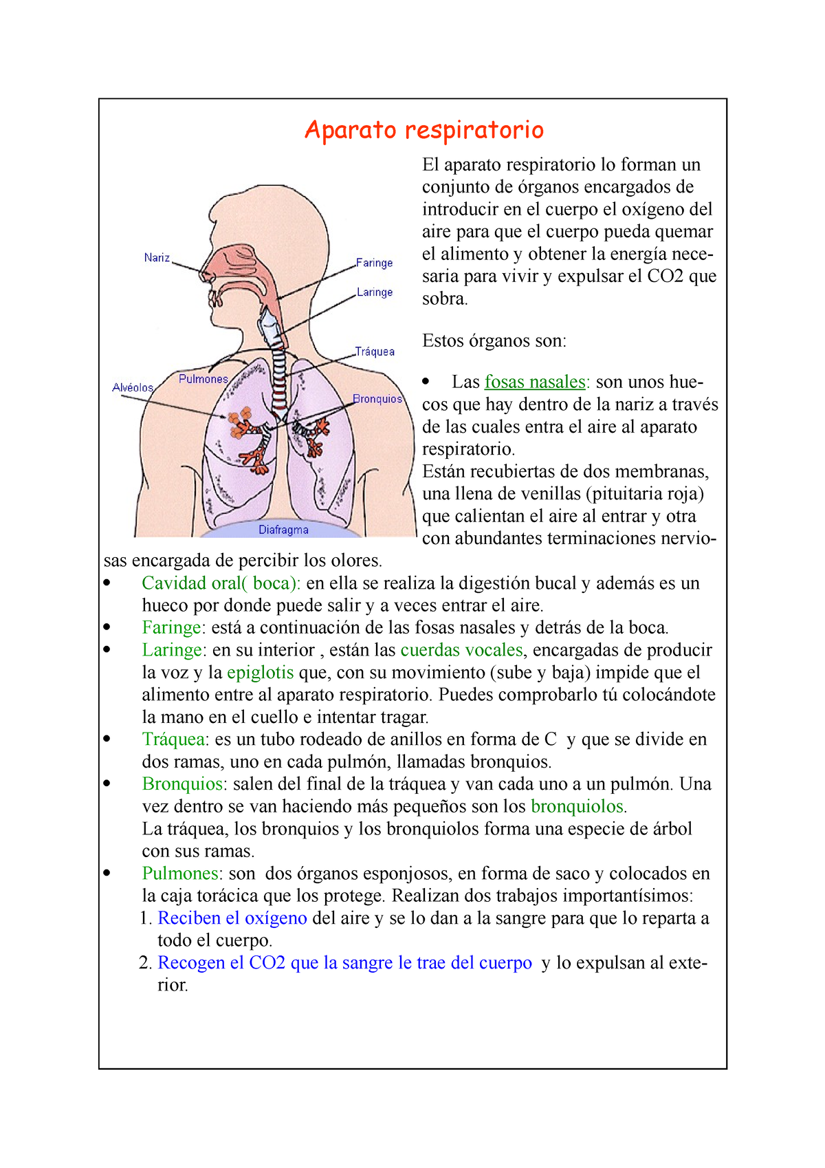 Aparato Respiratorio - Resumen - Aparato Respiratorio El Aparato ...