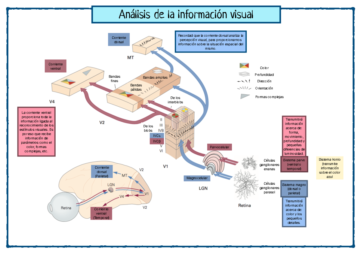 PF 1 UAB Visión - Resumen sobre el tema 3 visión - ) Análisis de la ...