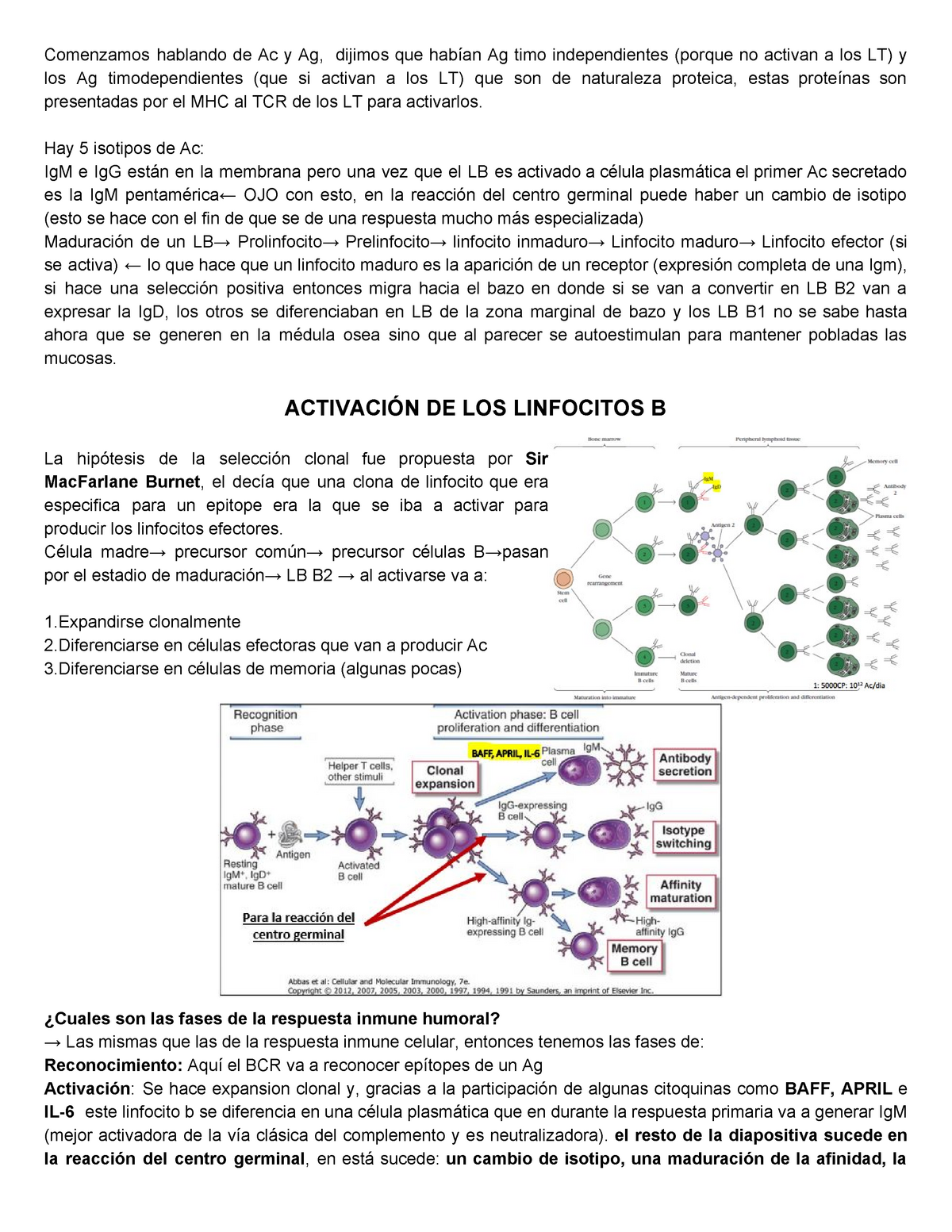 Clase 7. Activación Del Linfocito B - Comenzamos Hablando De Ac Y Ag ...