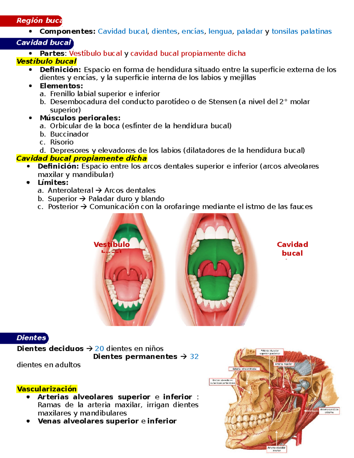 Gastrología Subcompetencia I - Anatomía de cavidad bucal - Región bucal ...