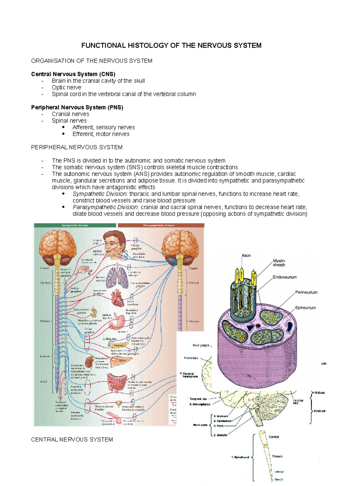 Neurohistology - Lecture notes 1 - FUNCTIONAL HISTOLOGY OF THE NERVOUS ...