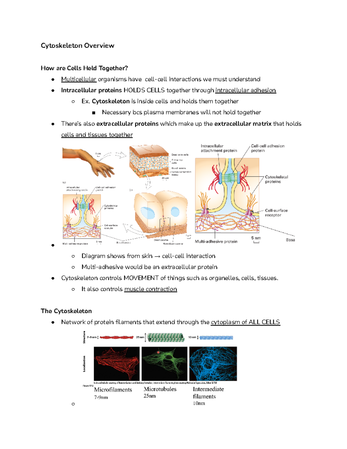 Cellb 8(WK5)- Cytoskeleton and Microtubules - Cytoskeleton Overview How ...
