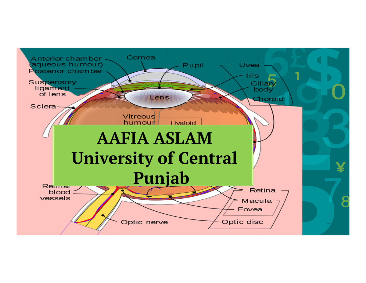 structure-of-eye-aafia-aslam-university-of-central-punjab