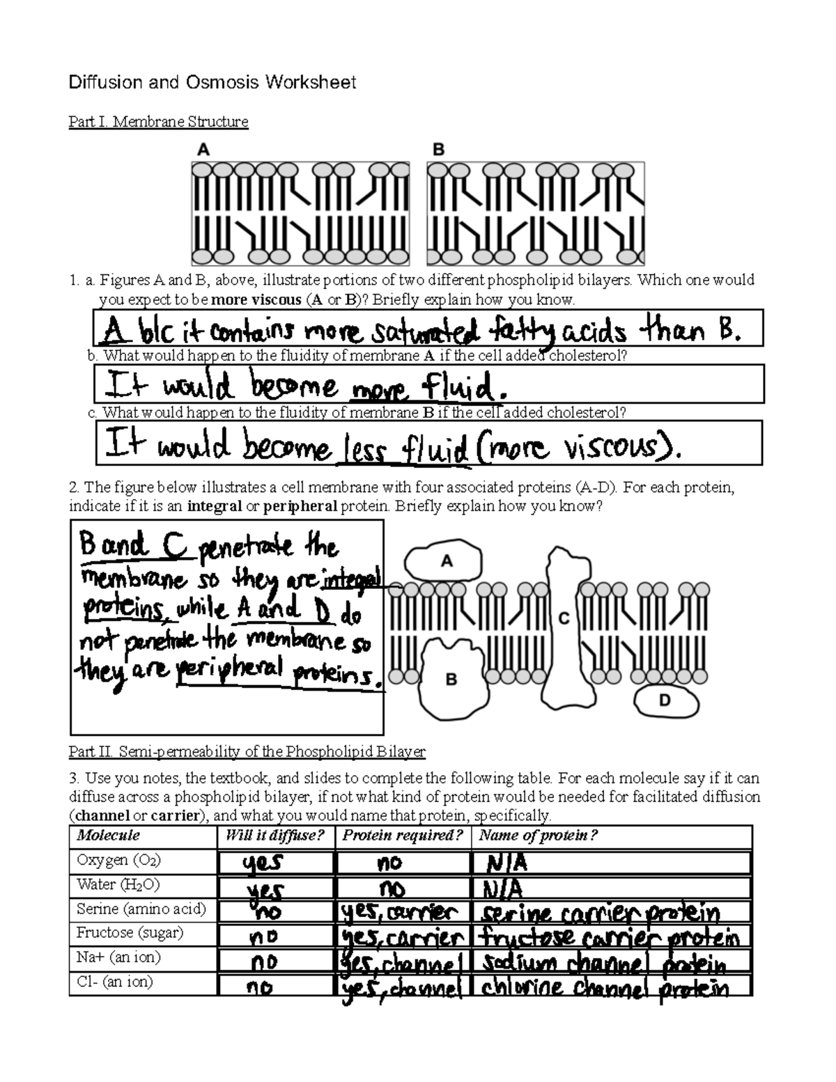 Ws4 Diffusion And Osmosis Diffusion And Osmosis Worksheet Bsci170 Spring 2023 Part I 3035