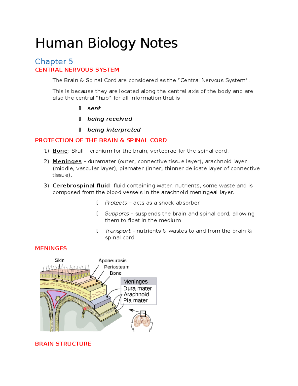 Central Nervous System 2 - Human Biology Notes Chapter 5 CENTRAL ...