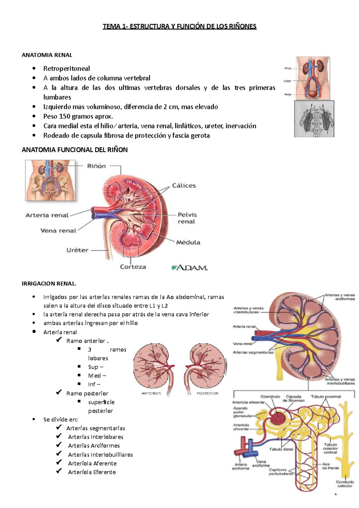 TEMA 1- Estructura Y Función DE LOS Riñones - TEMA 1- ESTRUCTURA Y ...