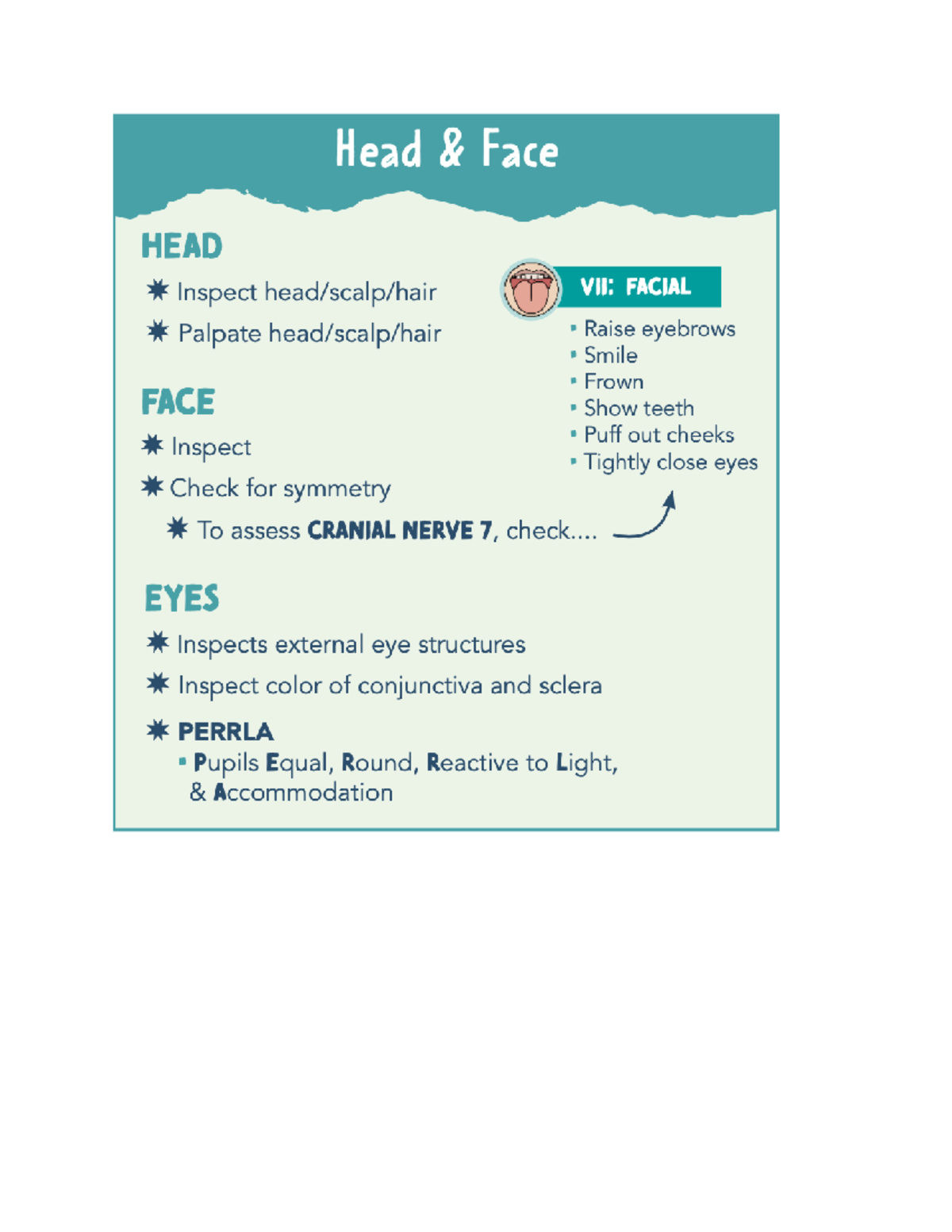Head and face - tutorial work - Head Face HEAD Inspect VII: FACIAL ...