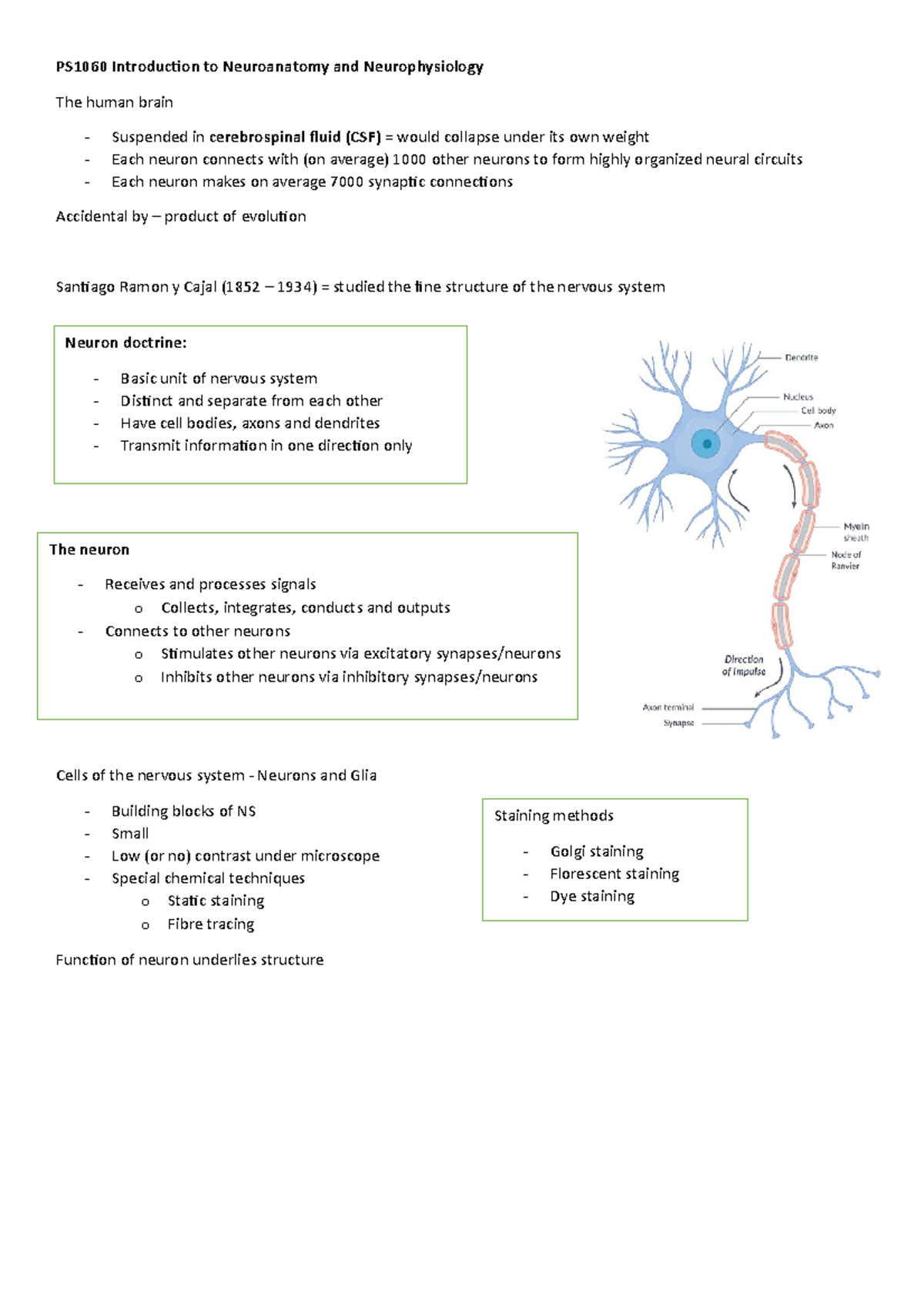 L2 - Introduction to Neuroanatomy and Neurophysiology - PS1060 ...