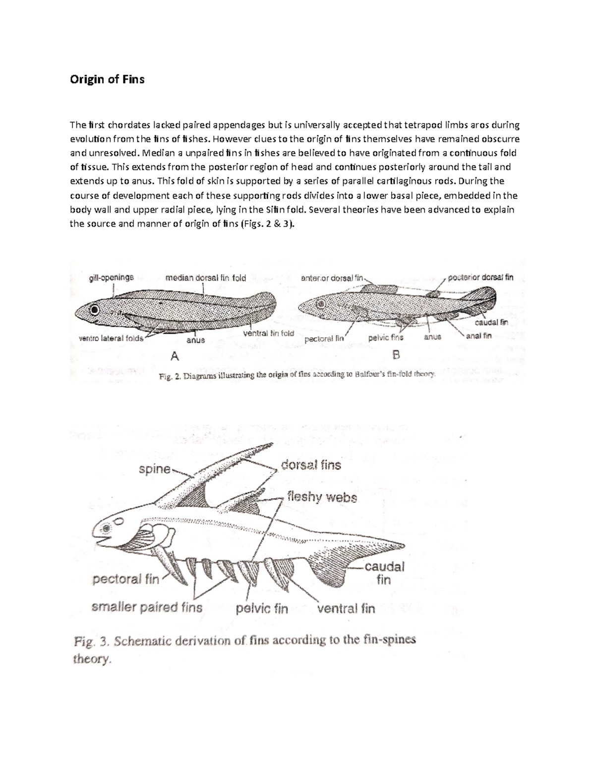 Origin of fins Origin of Fins The first chordates lacked paired appendages but is universally