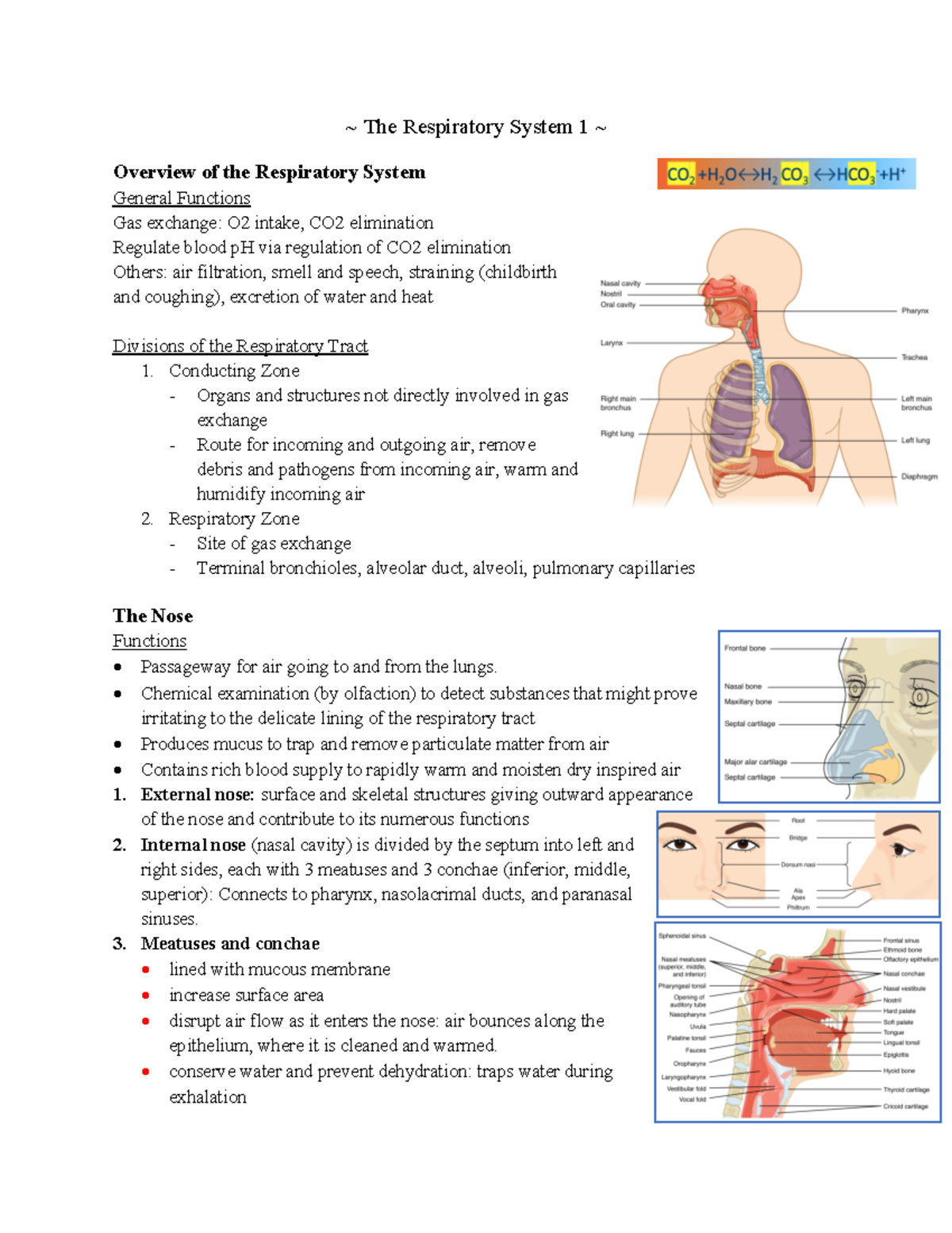 2C The Respiratory System 1 - Conducting Zone - Organs and structures ...