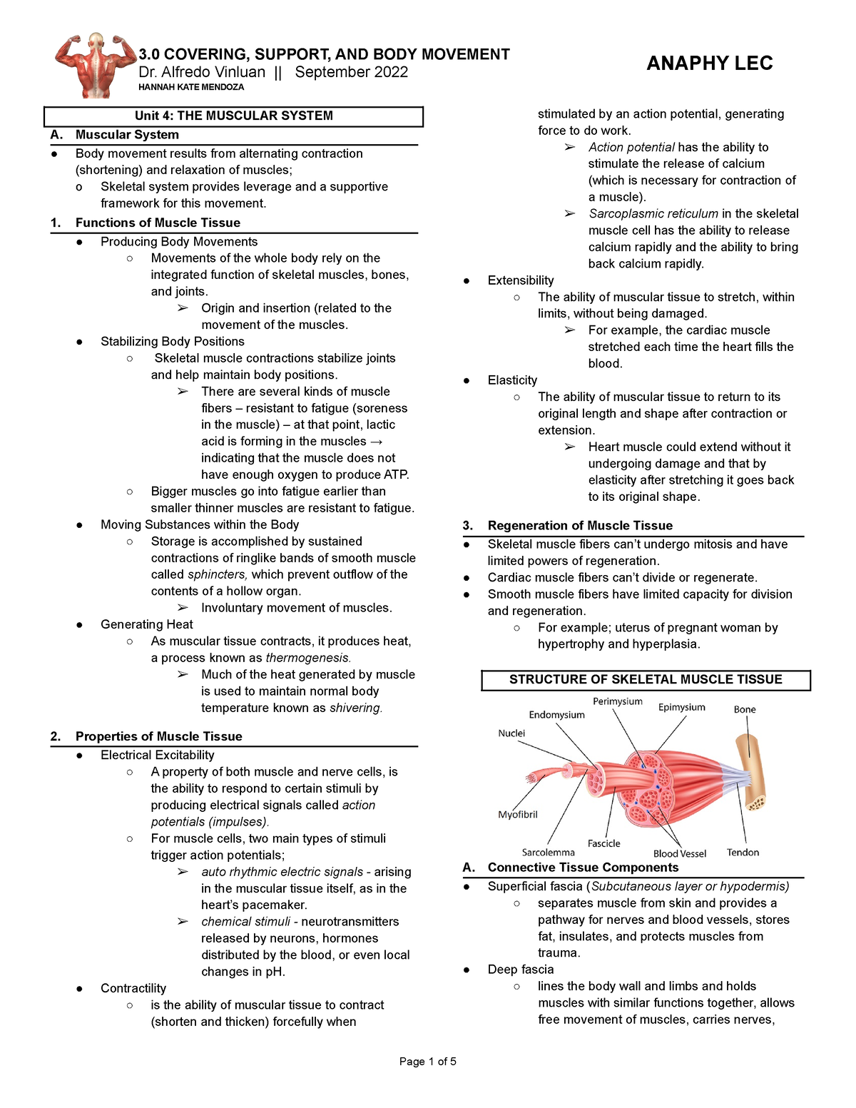 Muscular System - Anaphy Lec - 3 COVERING, SUPPORT, AND BODY MOVEMENT ...