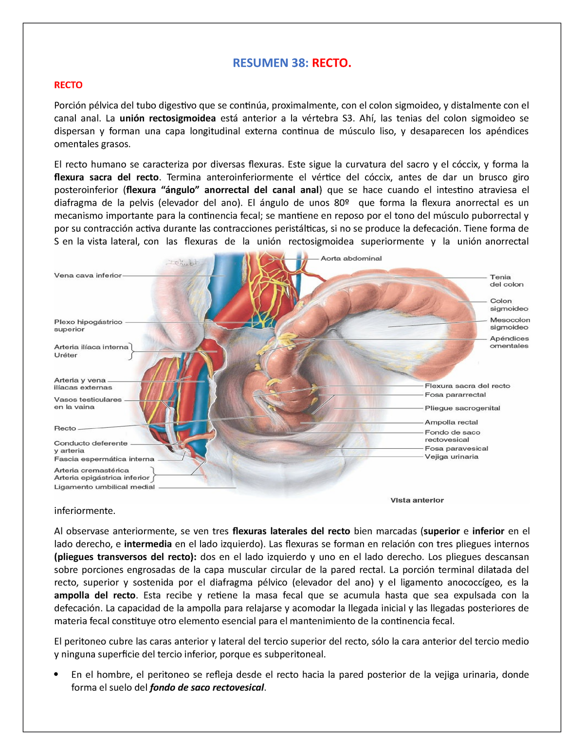 anatomia del recto