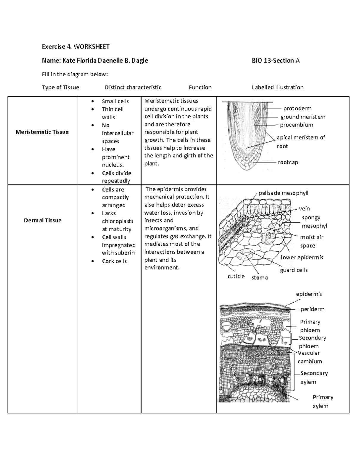 Exercise 4 final - biology - Exercise 4. WORKSHEET Name: Kate Florida ...