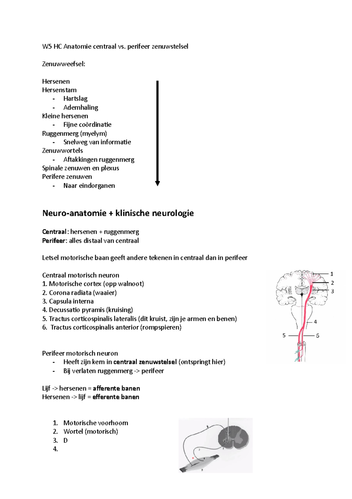 Week 5 HoorCollege Anatomie centraal vs perifeer zenuwstelsel W5 HC Anatomie centraal vs