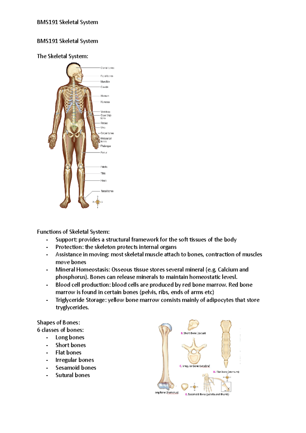 BMS191 Skeletal System pt. all - BMS191 Skeletal System BMS191 Skeletal ...