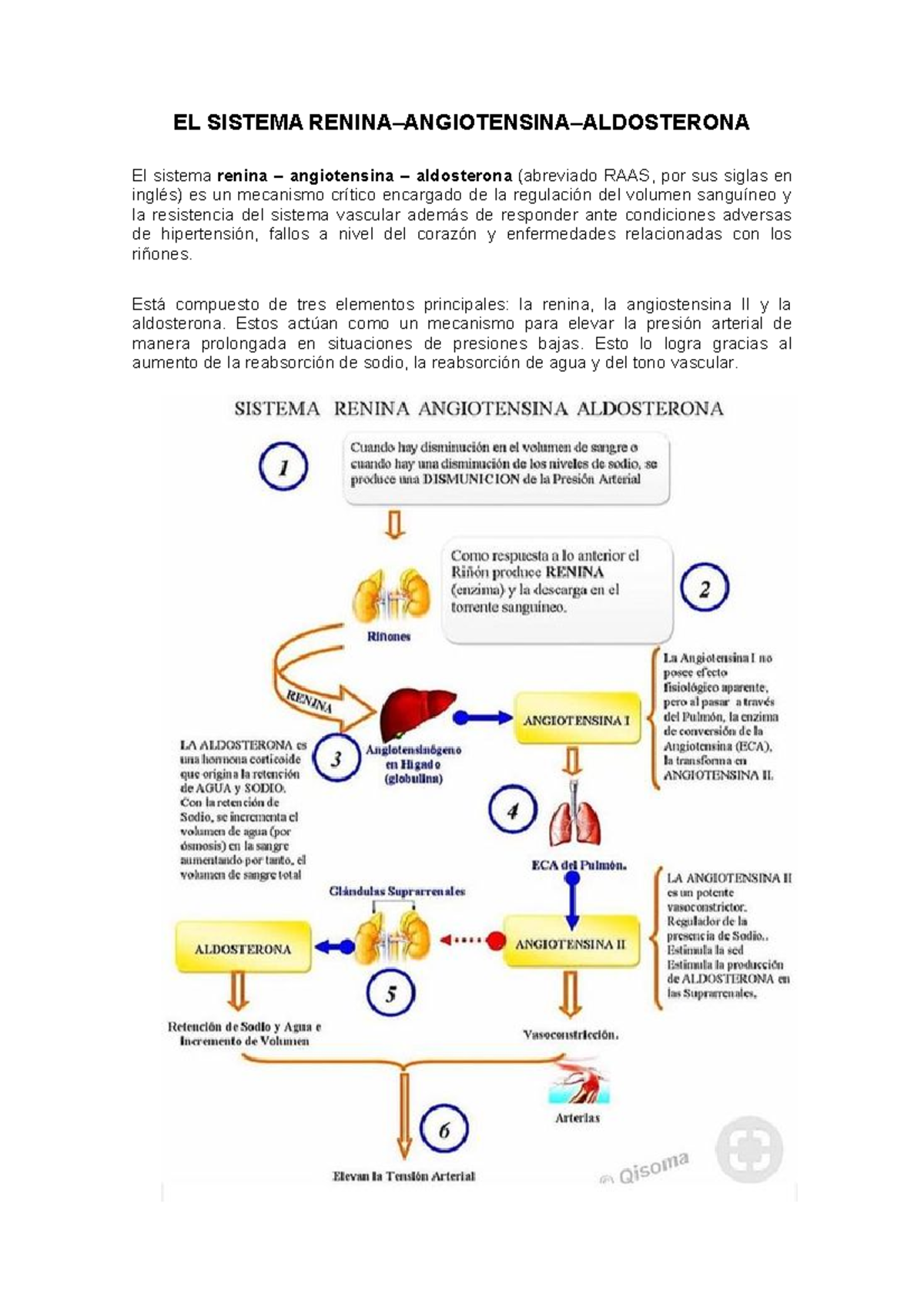 O Sistema Renina _ SISTEMA RENINA ANGIOTENSINA ALDOSTERONA – EEGZH