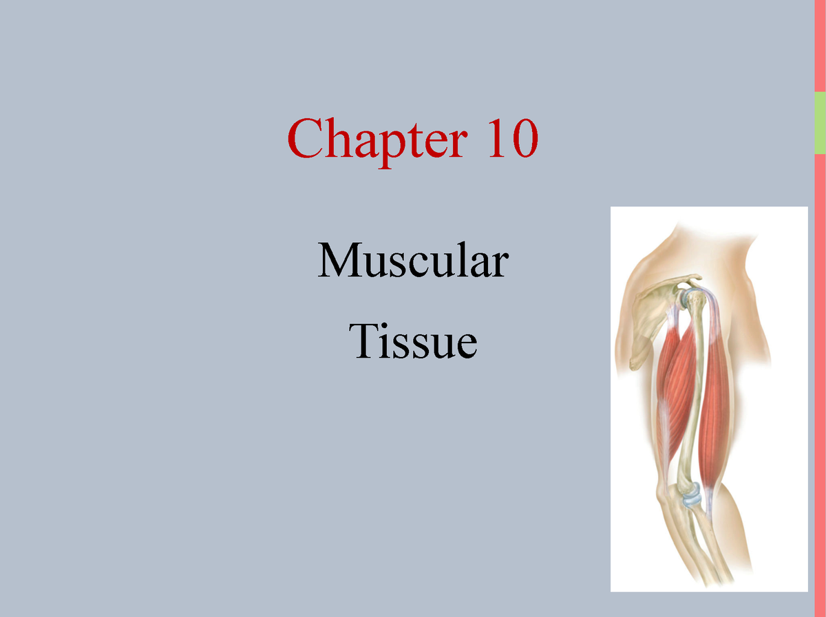 Ch 10 - Muscle Tissue - SV Complete - Chapter 10 ####### Muscular ...