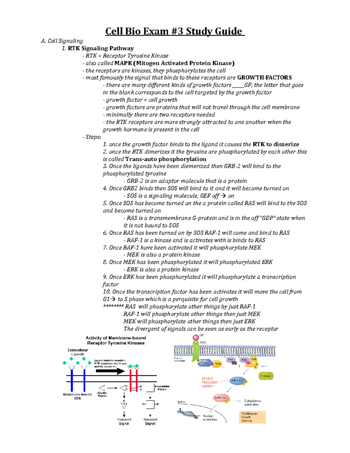 Cell Bio Exam Study Guide For Exam Cell Bio Exam Study Guide A Cell Signaling