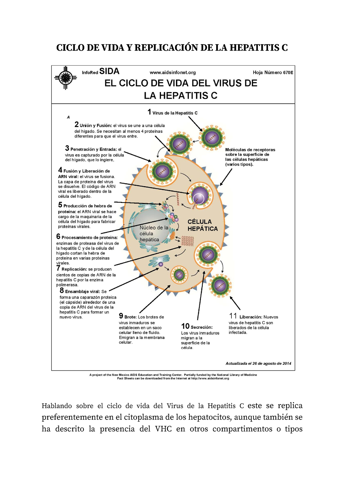 Ciclo DE VIDA Y Replicación DE LA Hepatitis B Biología Molecular ...