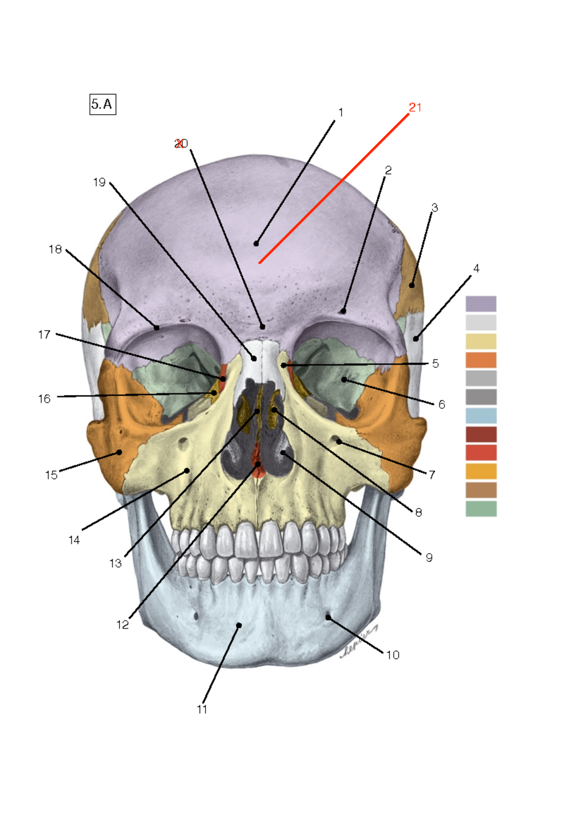 Schedel - 5 5 Cranium Ventraal 1. Os frontale 2. Foramen supraorbitale ...