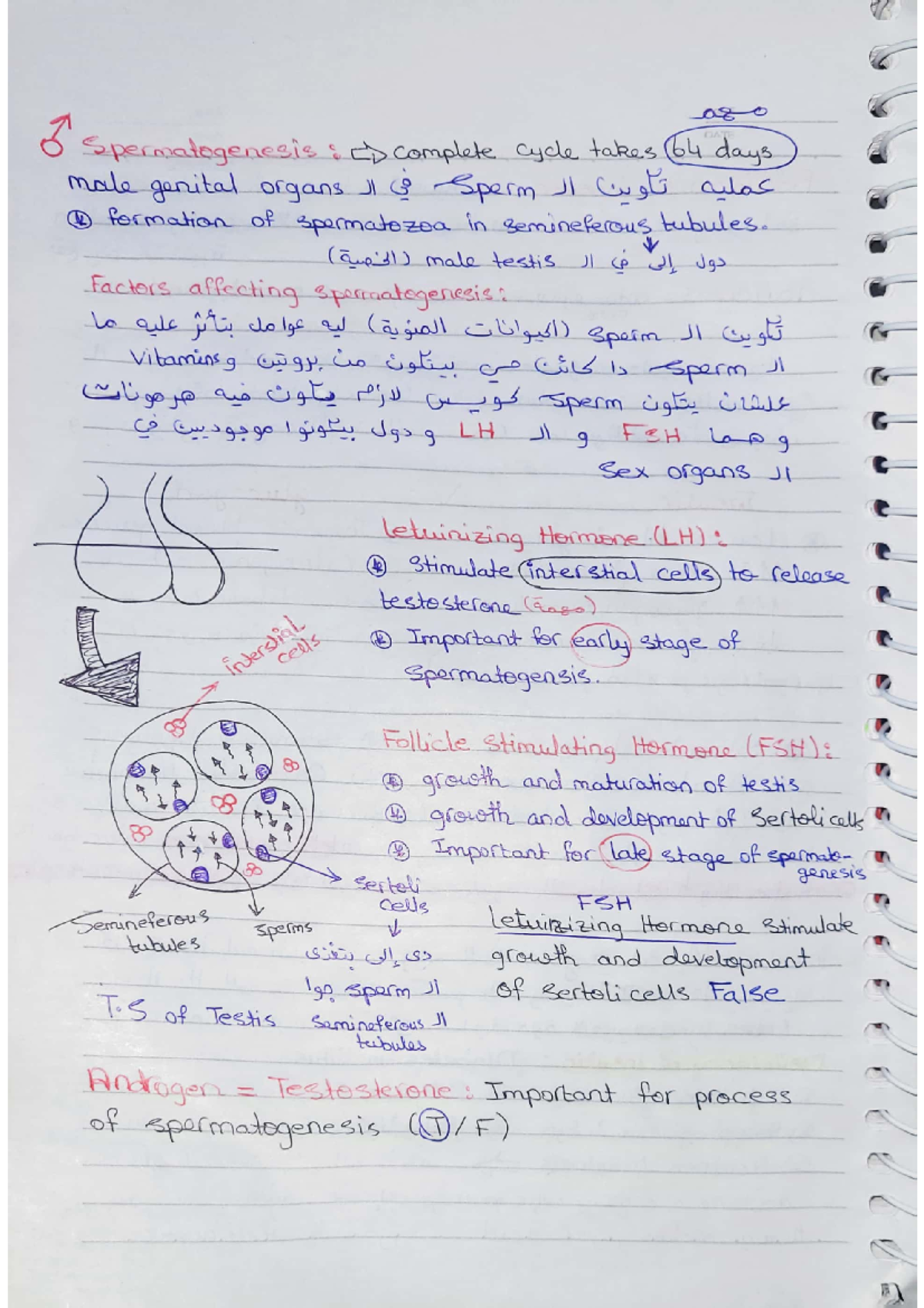 Endocrine Part 2 - Physiology I - Studocu