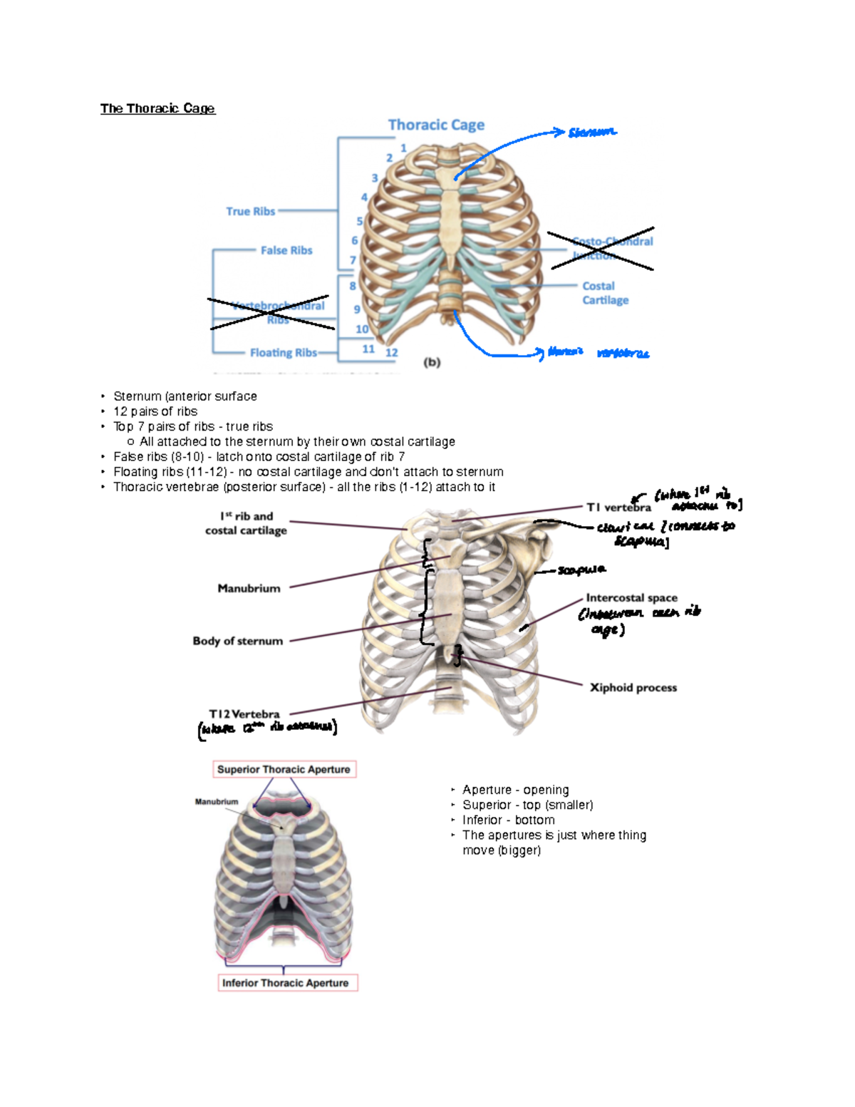 Thoracic Cage and Diaphragm: Anatomy and Function - Studocu