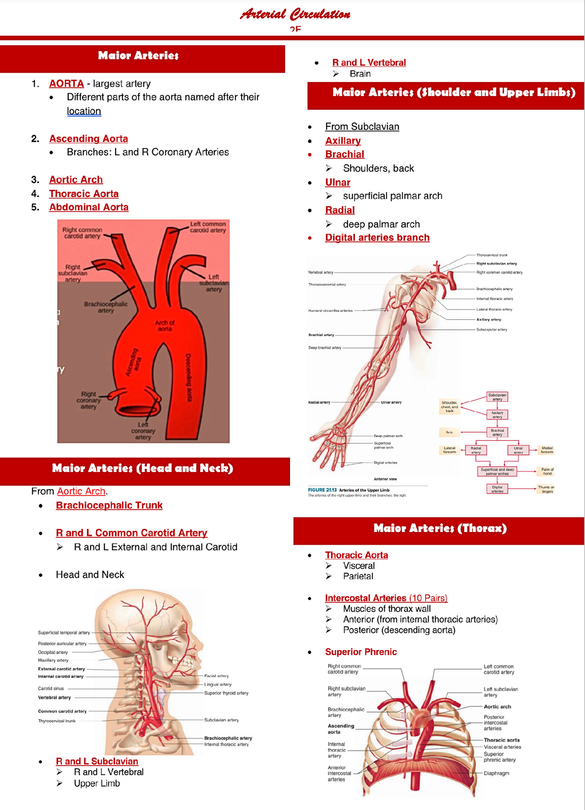 2F Arterial Circulation - Anatomy and Physiology - Studocu