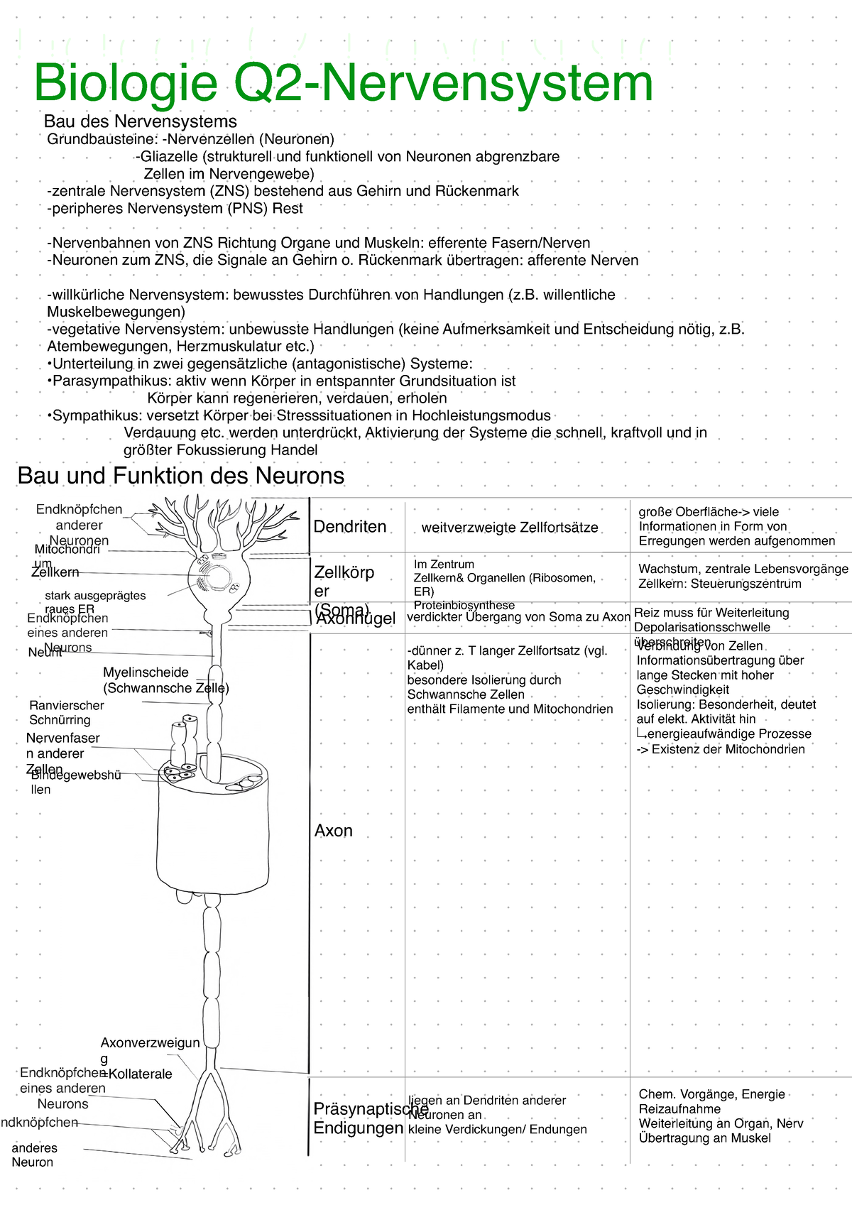 Neurobiologie - Biologie Q2-Nervensystem Bau Des Nervensystems ...