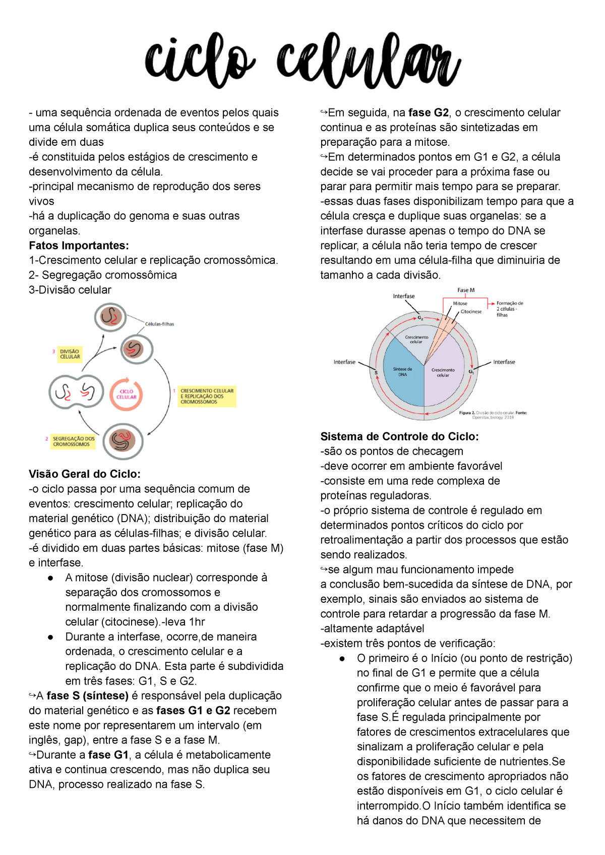 Resumo de Ciclo Celular: diferentes fases e divisão! - Sanar Medicina