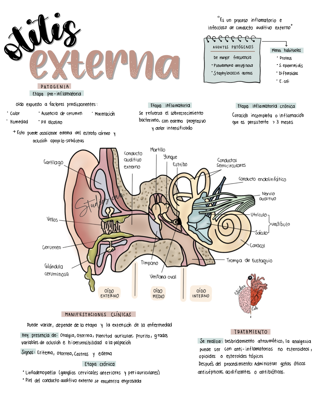 Otitis Externa - Imagenes y partes de la estructura anatomica - 1 ...