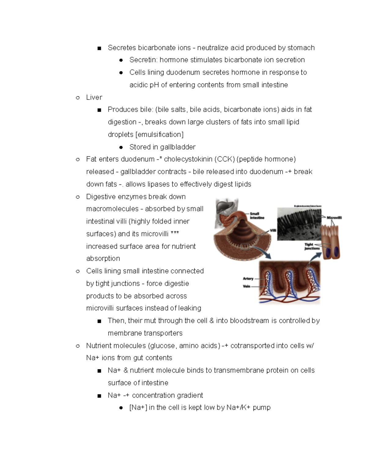 Liver and Digestive Enzymes Secretes bicarbonate ions neutralize acid produced stomach