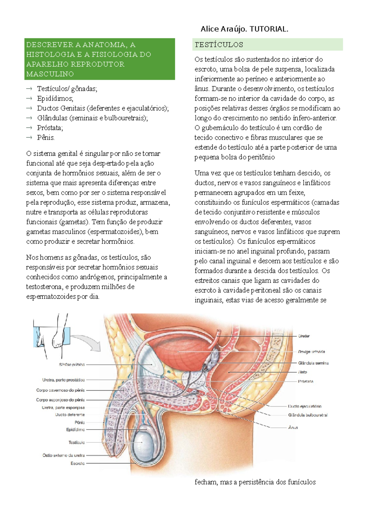 Tutorial 3x01 Descrever A Anatomia A Histologia E A Fisiologia Do