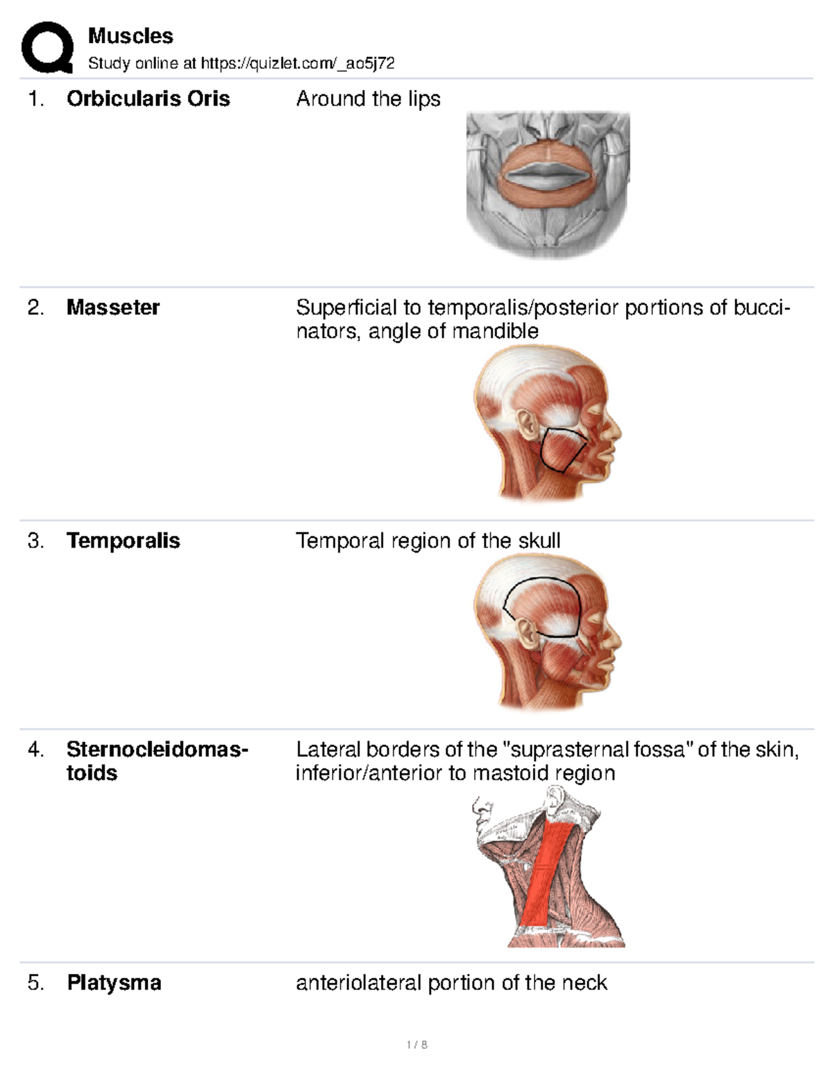 Muscles - Human Anatomy and Physiology I BIOL 1161 - Study online at ...