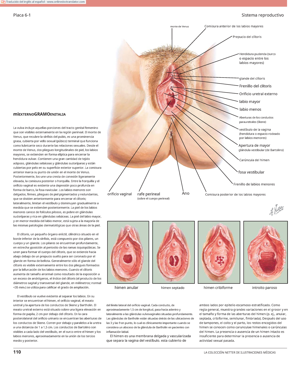 Netter Genitales externos, Vagina, Piso Pélvico - Placa 6-1 Sistema  reproductivo monte de Venus - Studocu