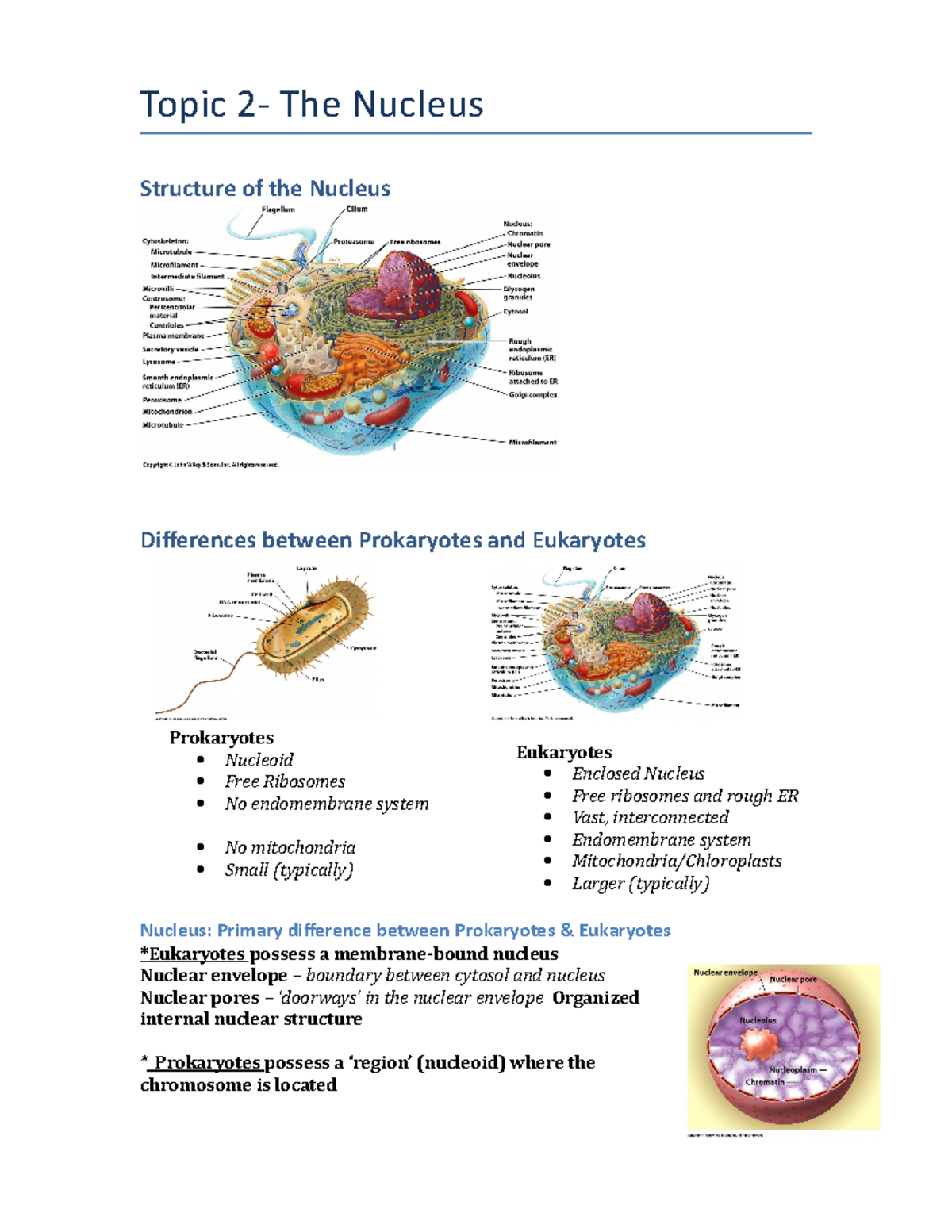 The Nucleus - Topic 2- The Nucleus Structure of the Nucleus Differences ...