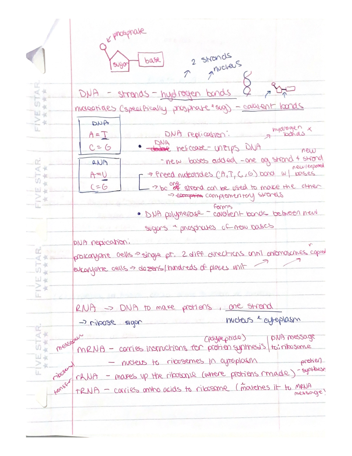 DNA And Rna - Summary of RNA and DNA, mRNA, rRNA, tRNA - Studocu