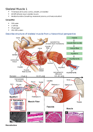 Skeletal muscle - notes - Skeletal muscle functional anatomy >600 ...