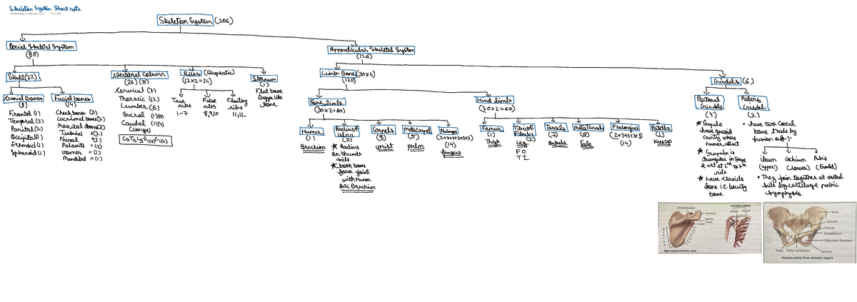 Short Notes Bio - Skeleton System Shortnote 8 February 2023 Skeleton ...