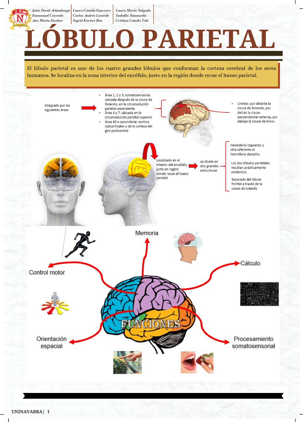 Infografia Del Lóbulo Parietal Y Alteraciones - LÓBULO PARIETAL El ...