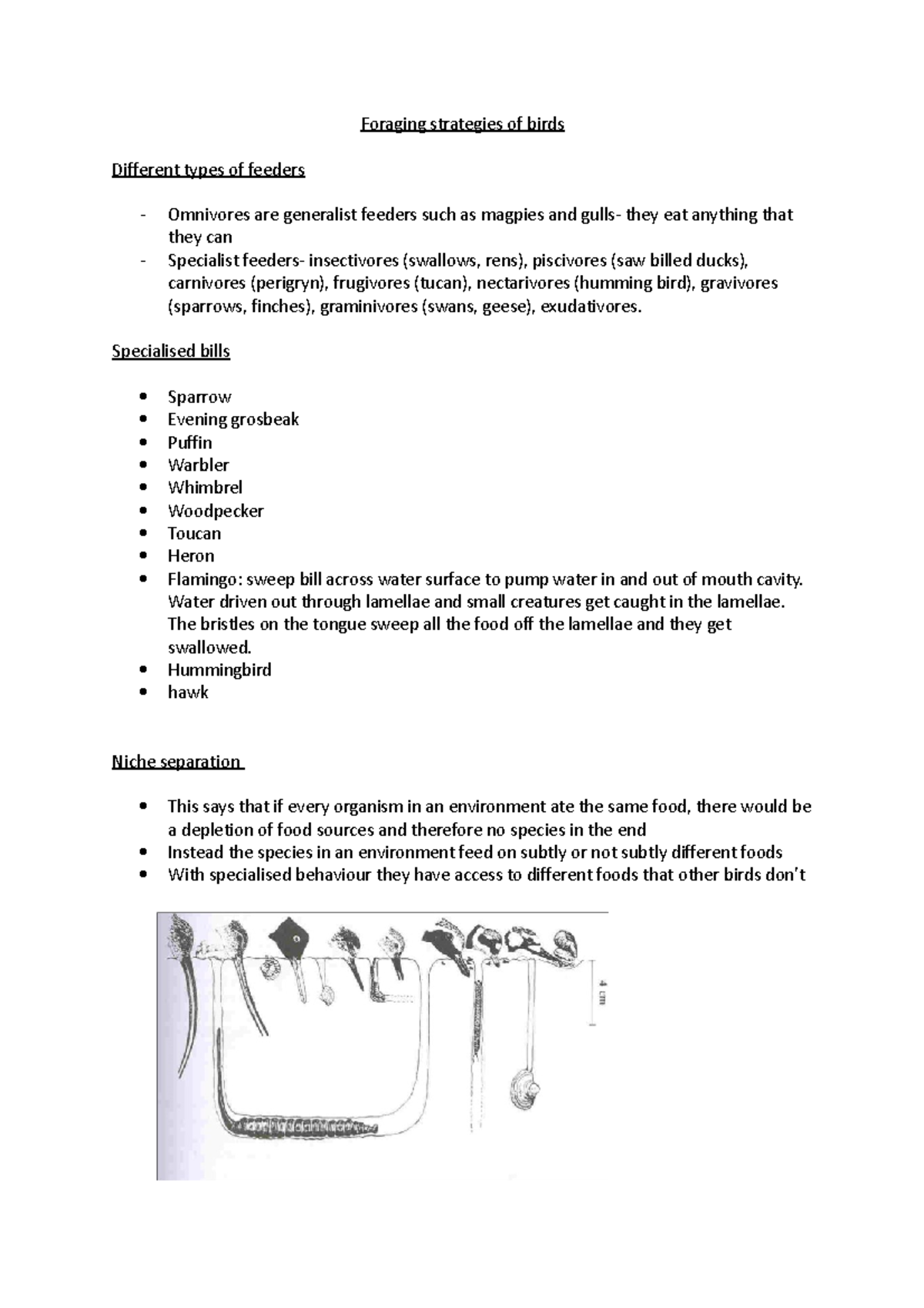 Foraging strategies of birds Foraging strategies of birds Different