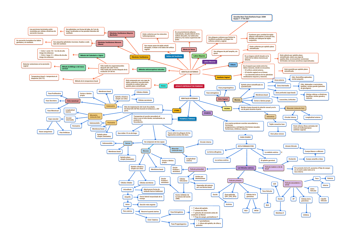 Mapas Conceptual Aparato Reproductor Femenino Genitales Internos Ovarios Los Ovarios Producen 4077