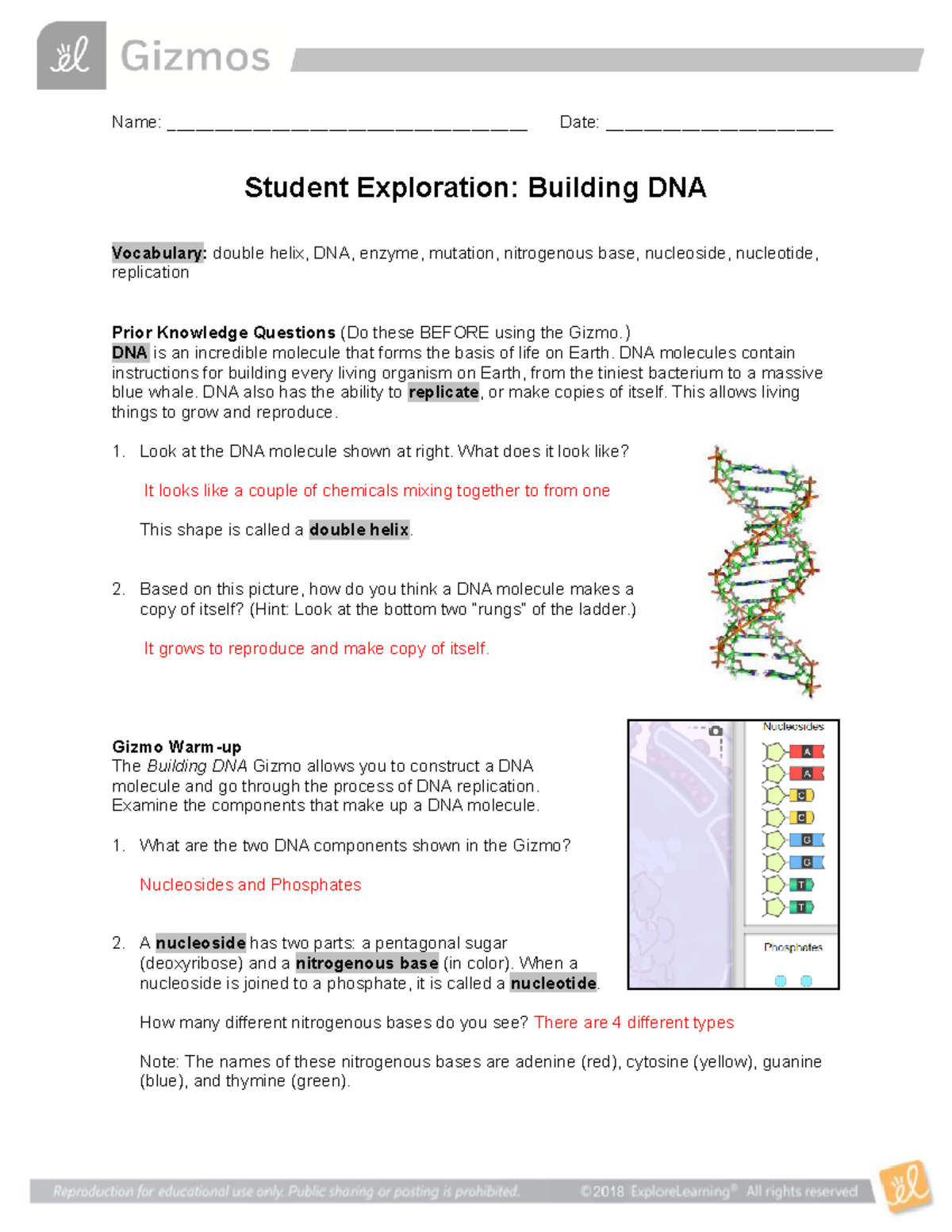 DNA Structure gizmo's lab - Name ...