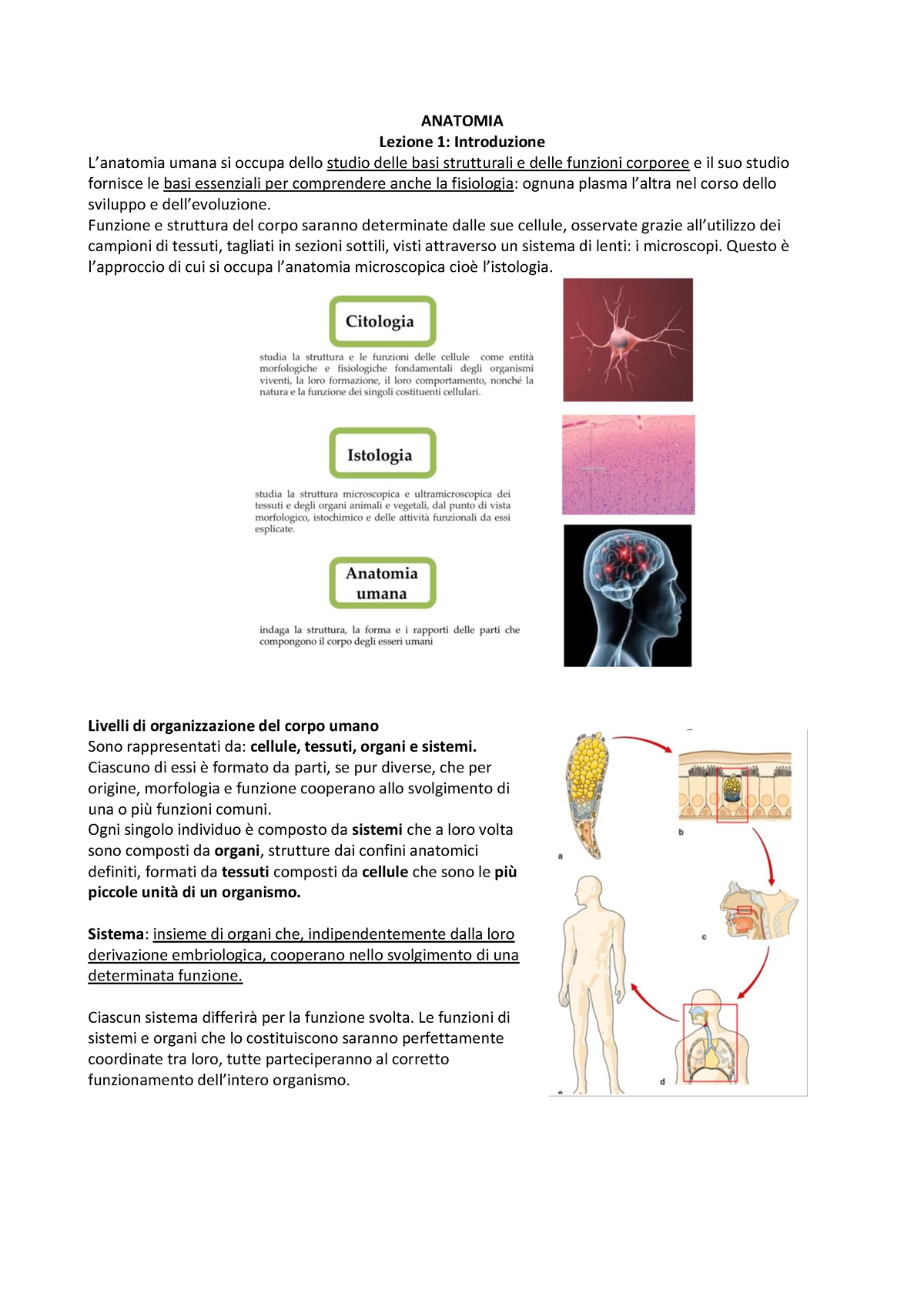 Organizzazione del corpo umano (1)