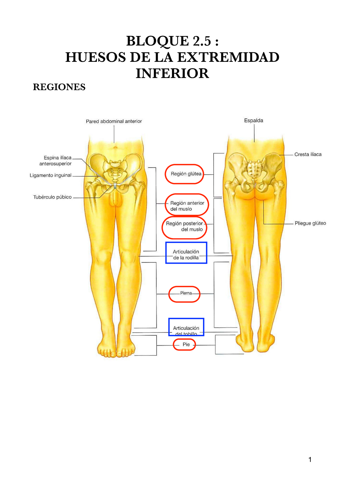 Anatomia Bloque 25 Bloque 2 Huesos De La Extremidad Inferior Regiones Huesos Del Miembro