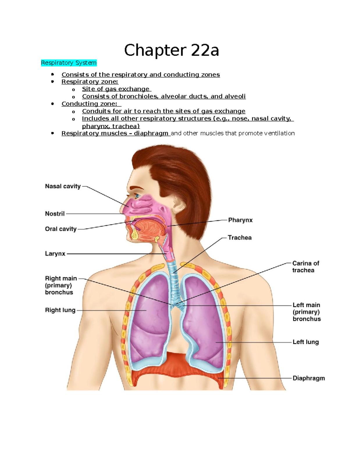 Chapter 22a - Shawn Iverson - Teacher - Chapter 22a Respiratory System ...