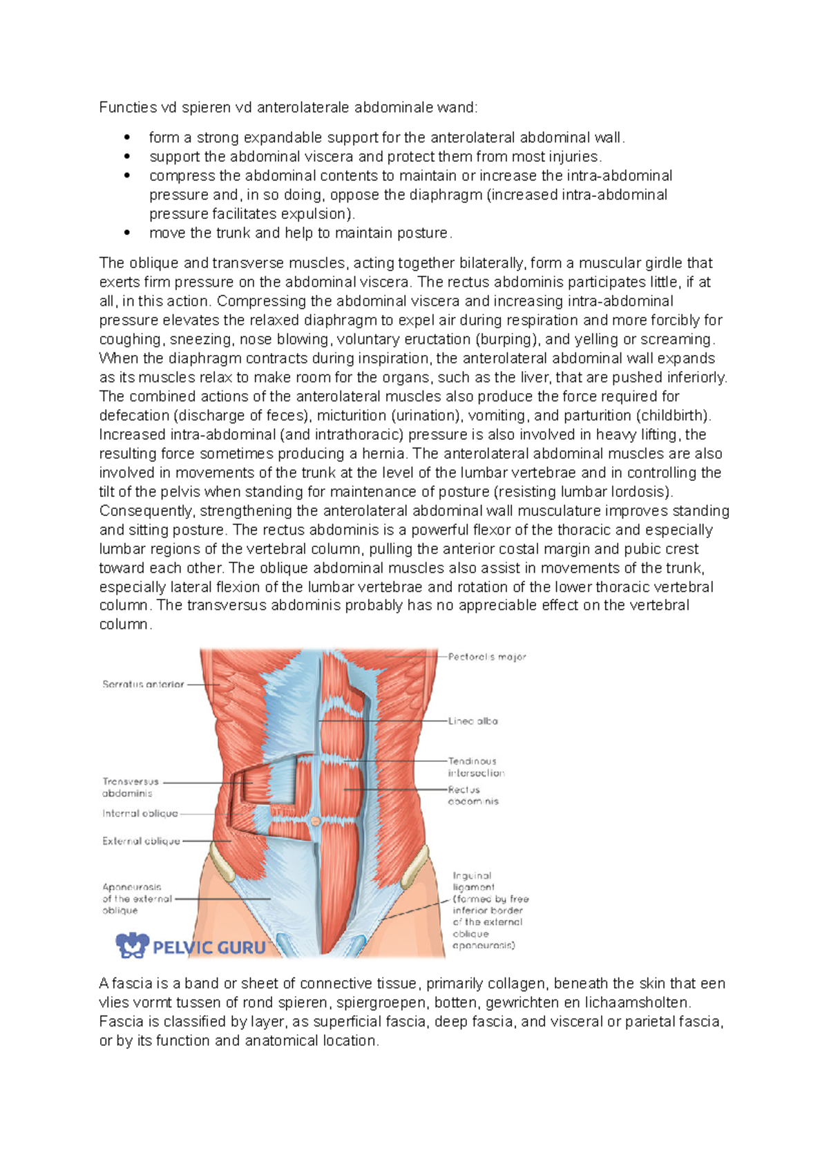 Functies vd spieren vd anterolaterale abdominale wand - support the ...