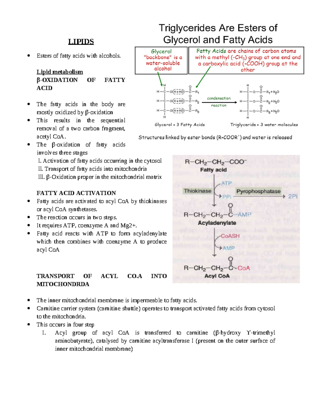 Beta oxidation of fatty acids - LIPIDS Esters of fatty acids with ...