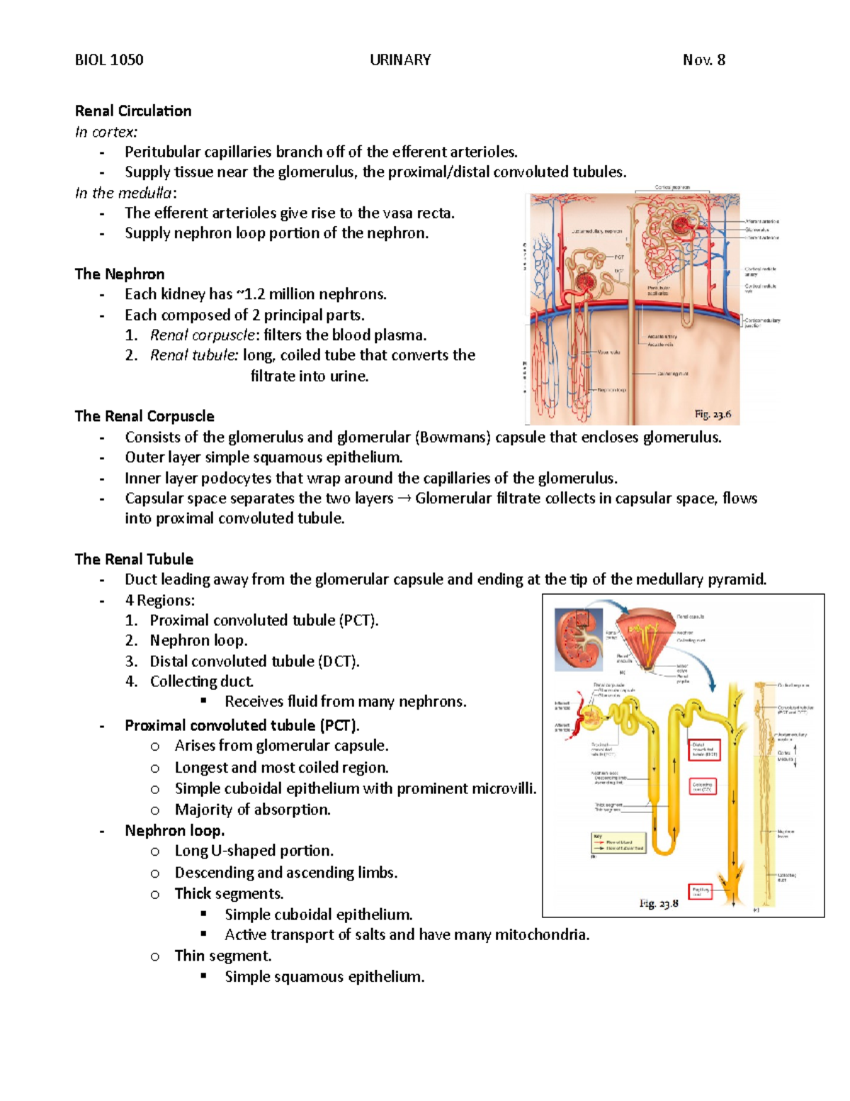 Renal Circulation - BIOL 1050 URINARY Nov. 8 Renal Circulation In ...